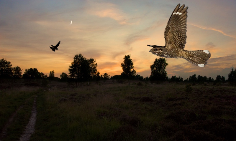 Nightjars over heathland (c) Neil Fletcher