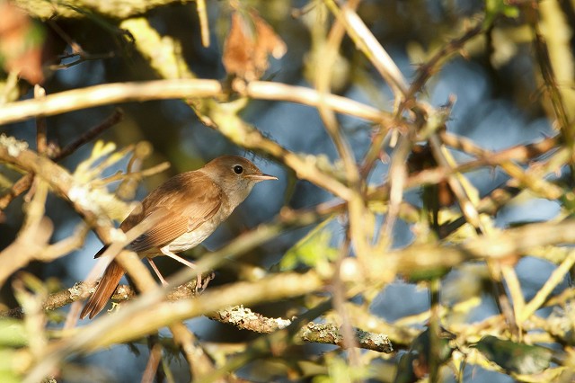 Spring Morning Walk at Woods Mill (10/05/19)