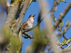 An Evening with Nightingales (20/05/2019) - Additional Date