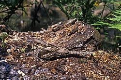 An Evening with Nightjars (14/06/2019)