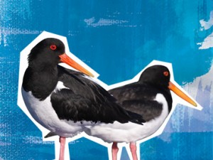 Oystercatcher