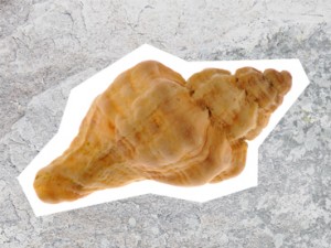 Oyster Drill