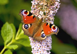 Peacock Butterfly