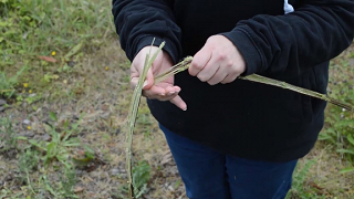 nettle1