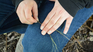 nettle5