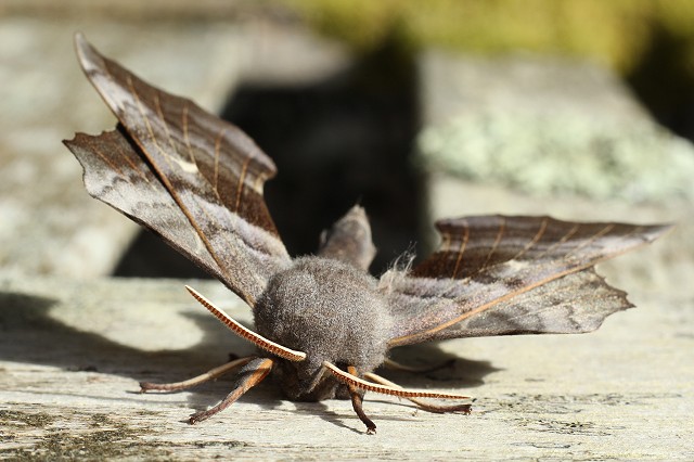 Moth Trap Morning at Woods Mill (14/06/19)