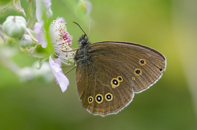 Summer Butterflies of Sussex - Henfield