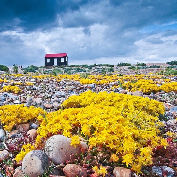 Rye Harbour's Special Flowers
