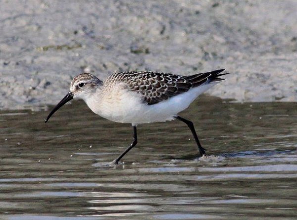 September 2016: Rye Harbour Nature Reserve Sightings