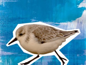 Sanderling
