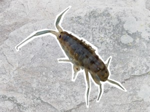 Sand Hopper
