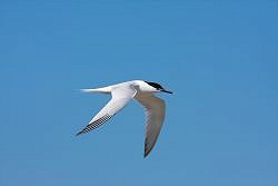 Friends' Breeding Seabirds (12/05/2019) - For Friends of Rye Harbour Members Only