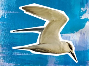 Sandwich Tern