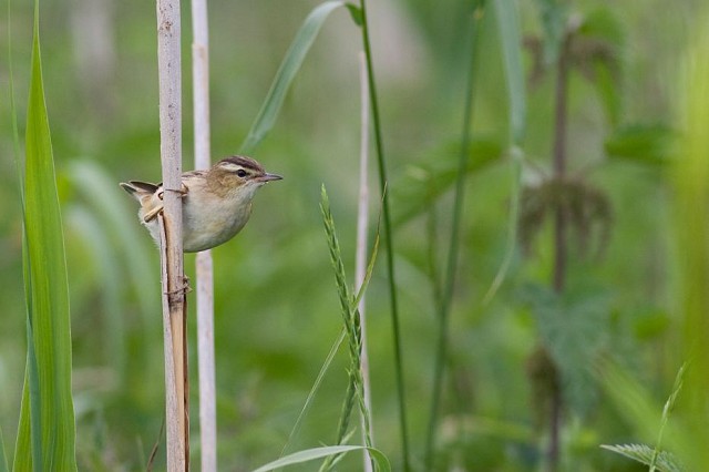 An Introduction to Warblers (24/05/2019)