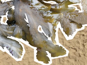 Serrated Wrack