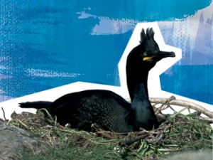 Shag