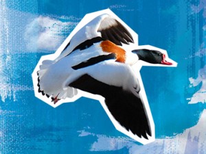 Shelduck