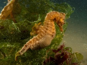 Short-snouted seahorse