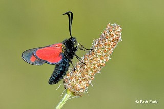 six spot burnet