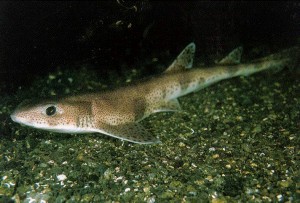 Small spotted catshark