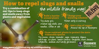 slugs and snails