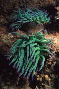 Snakelocks Anemone