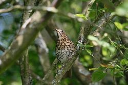 Dawn Chorus (05/05/2019)