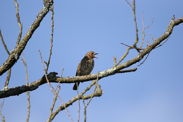 Summer Bird Walk (05/06/19)