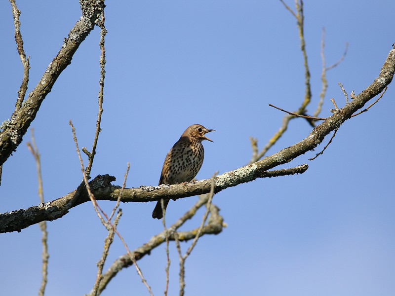 Early Birdsong