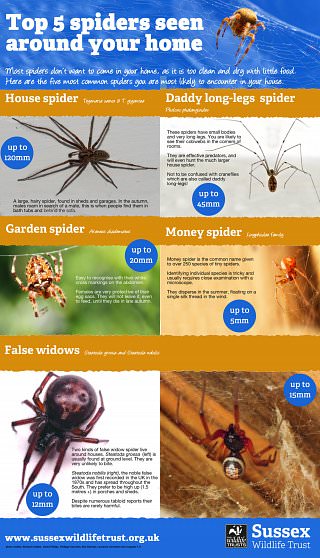 spiders