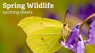 Spring Wildlife