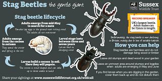 stag beetle