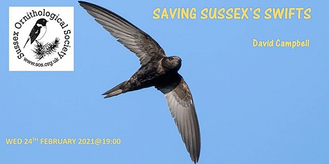 Saving Sussex's Swifts