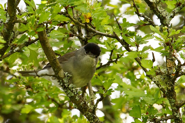 Birds at Woods Mill - Henfield (28/08/19)