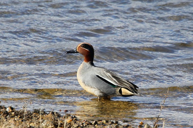 Sussex Half Day Bird Safari – Swanbourne Lake & River Arun (24/4/19)
