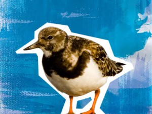 Turnstone