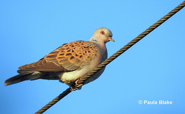 Sussex Half Day Bird Safari - Woods Mill and Mill Stream Walk  (25/5/19)