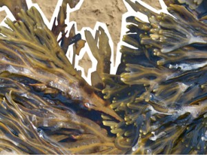 Twisted Wrack