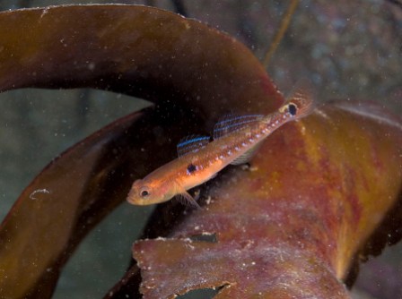 Two-spotted goby