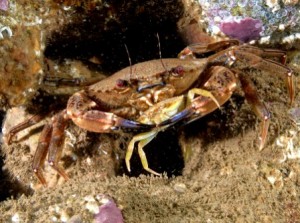 Velvet Swimming Crab