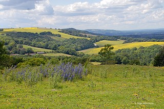Vipers Bugloss