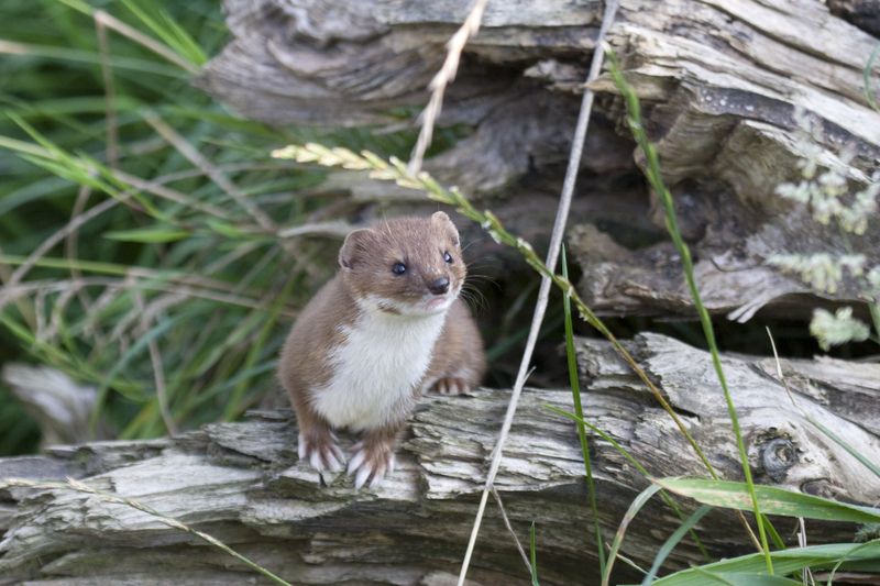 Weasel © Darin Smith Weasel © Darin Smith