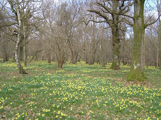 Daffodil Walk - Members Only  (21/03/19)