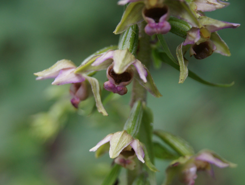 Broad-leaved Helleborine © Arthur Hoare