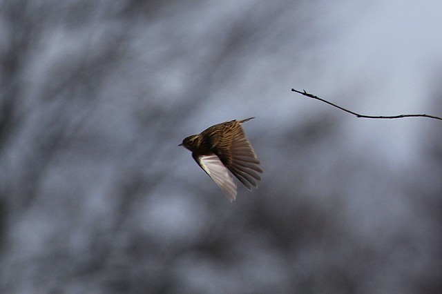 Half Day Beginners Bird Safari - Old Lodge (22/05/2019)