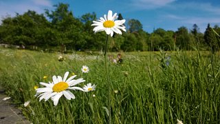 Flower rich meadow - Ox eye daisies