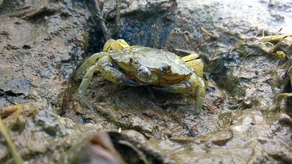 Common Shore Crab