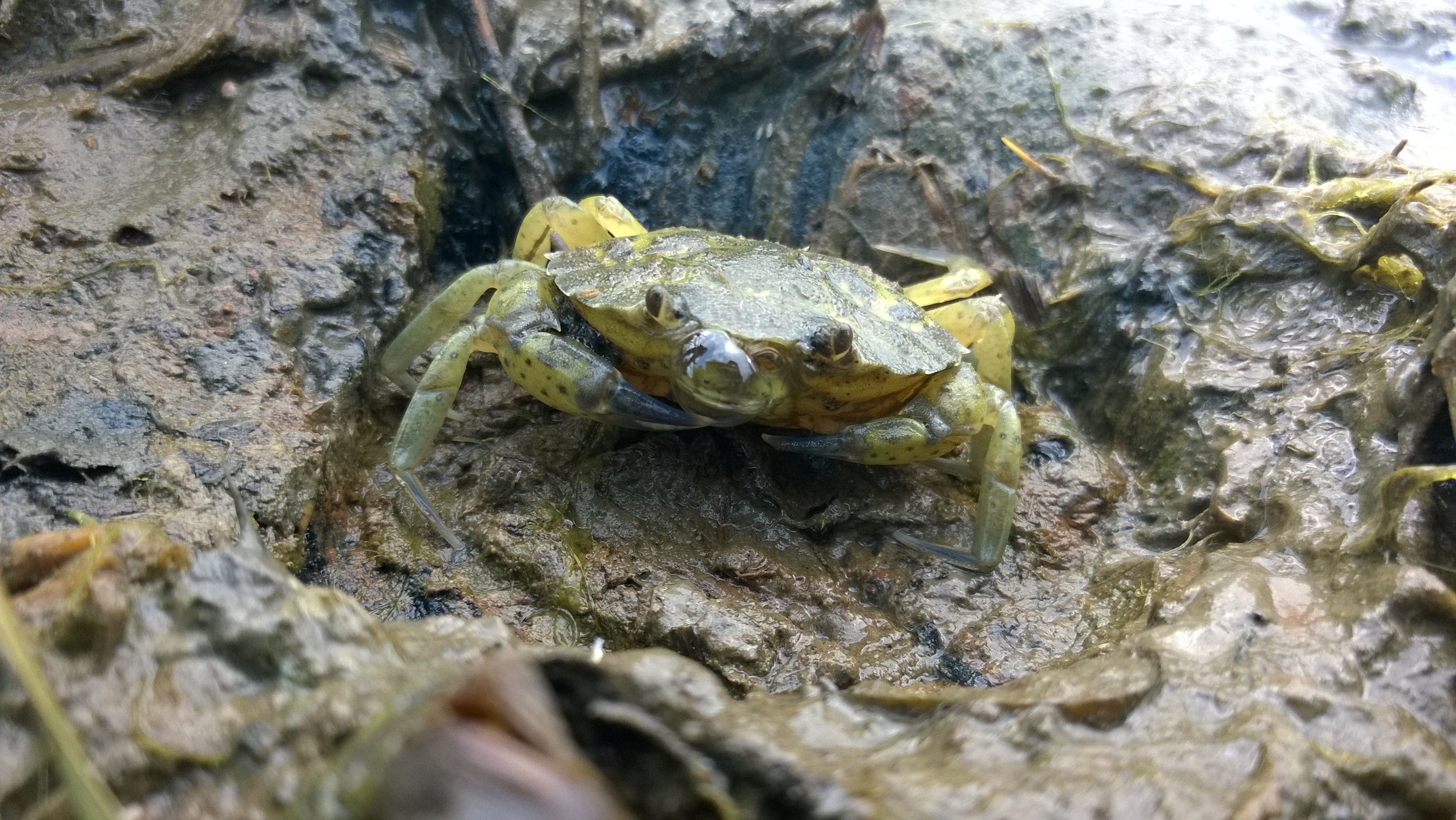 Common Shore Crab