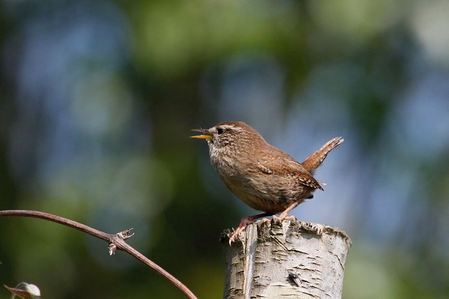 Birdsong for Beginners (26/04/2019)