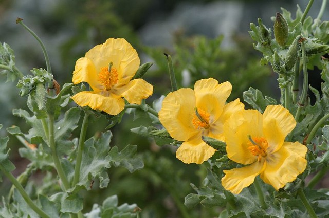Coastal Plants (25/05/2019)